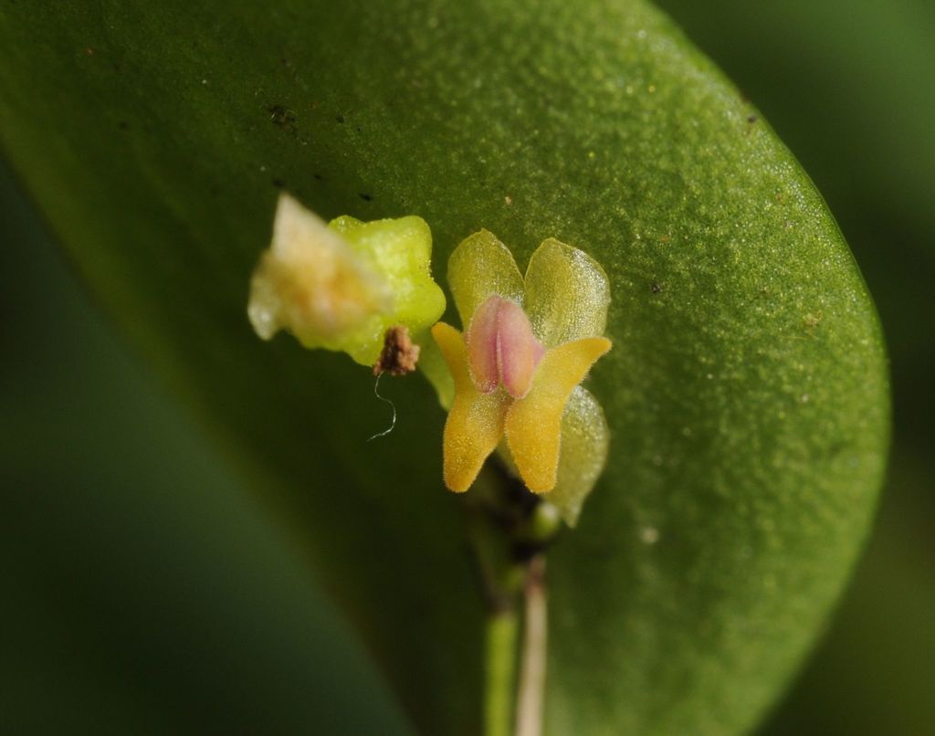 Lepanthes aurea