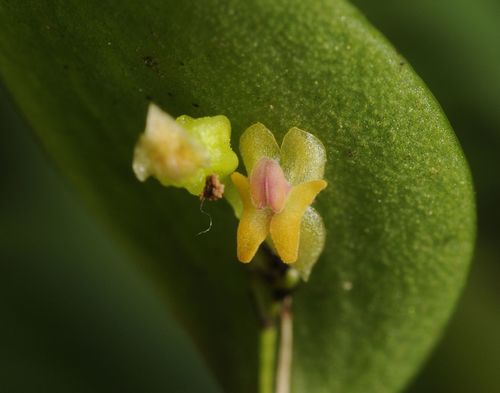 Aurea Orchid