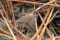Argyrostrotis flavistriaria
