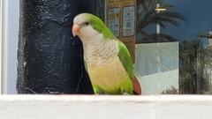 Myiopsitta monachus