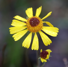 Helenium brevifolium