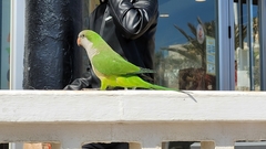Myiopsitta monachus