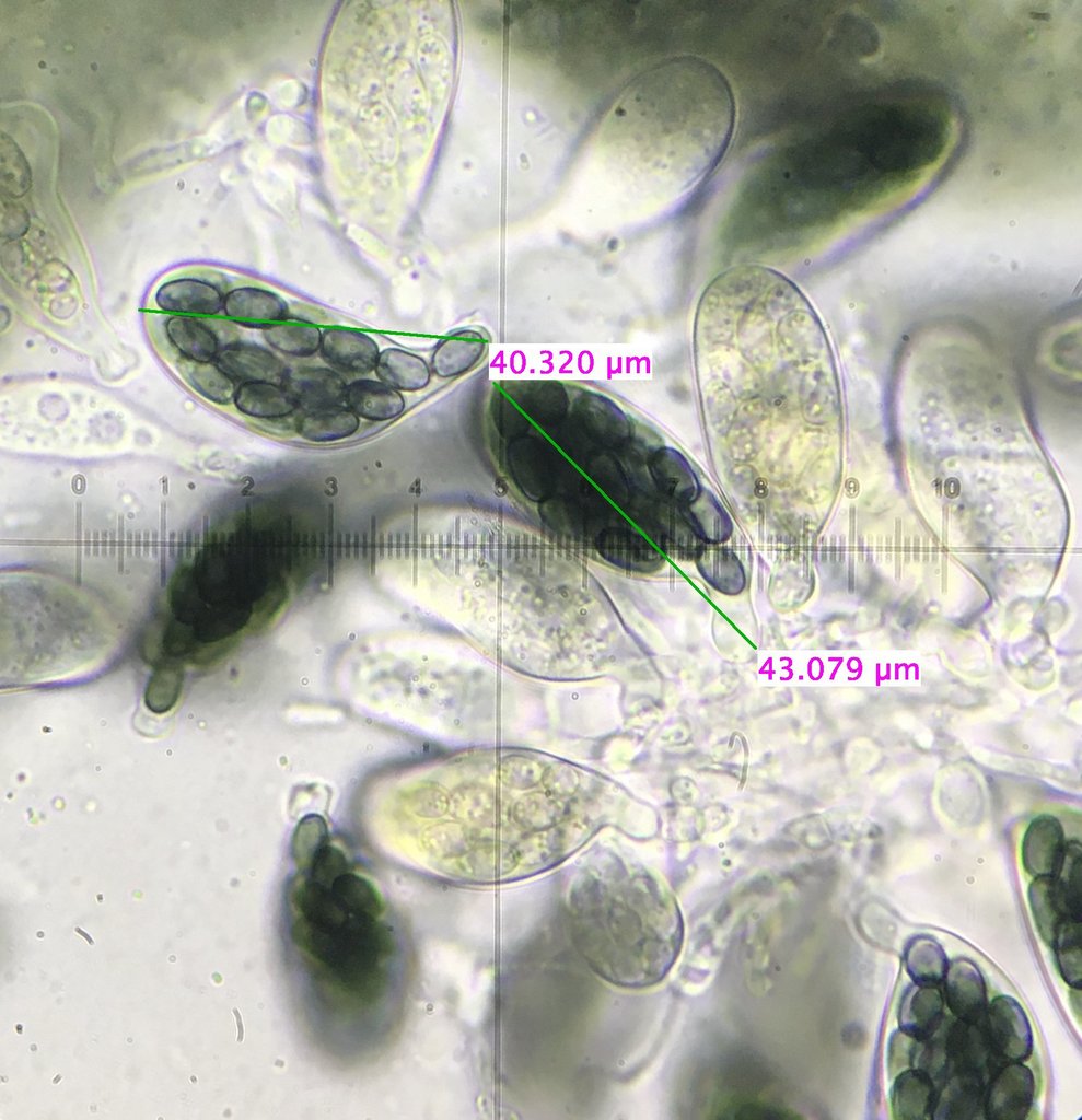 Sporormiella isopartis