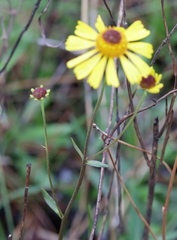 Helenium brevifolium