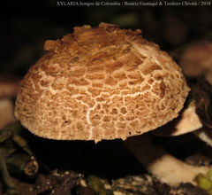 Verrucosporaceae