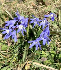 Scilla luciliae