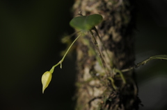 Lepanthes dussii
