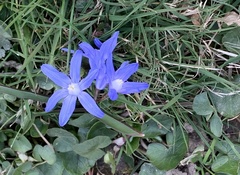 Scilla luciliae