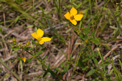 Rhexia lutea