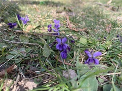 Viola odorata