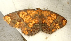 Melinodes cuprina