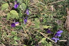 Viola odorata