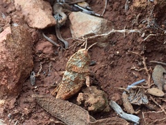 Ocnerodes fallaciosus