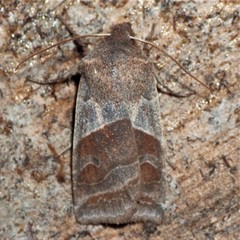 Eupsilia devia