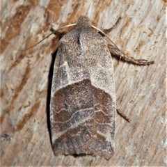 Eupsilia devia