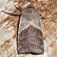 Eupsilia devia