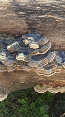 Trametes versicolor