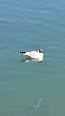 Chroicocephalus ridibundus