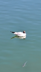 Chroicocephalus ridibundus