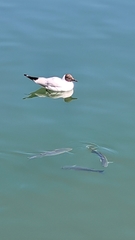 Chroicocephalus ridibundus