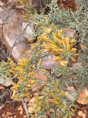 Ulex argenteus
