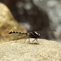 Sieboldius japponicus