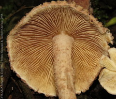 Verrucosporaceae