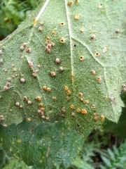 Puccinia malvacearum