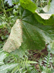 Puccinia malvacearum