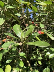 Euonymus