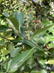 Euonymus