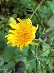 Sonchus