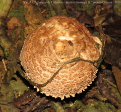 Verrucosporaceae
