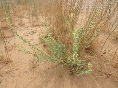 Reseda arabica