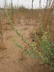 Reseda arabica