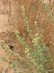 Reseda arabica