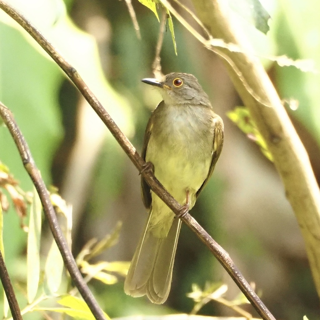 Spectacled Bulbul