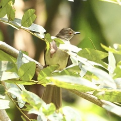 Rubigula erythropthalmos