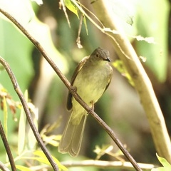 Rubigula erythropthalmos