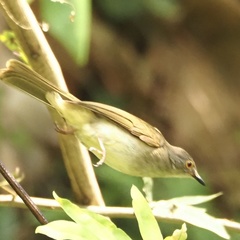 Rubigula erythropthalmos