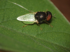 Oplodontha rubrithorax