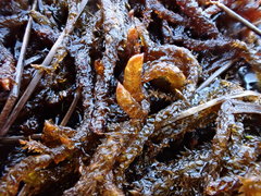 Scorpidium scorpioides