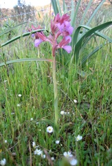 Anacamptis papilionacea papilionacea
