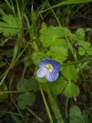 Veronica persica