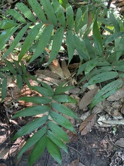 Chamaedorea alternans