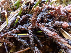 Scorpidium scorpioides