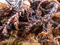 Scorpidium scorpioides