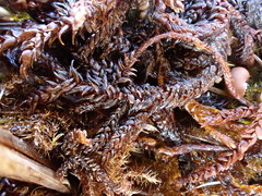 Scorpidium scorpioides