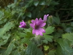 Geranium molle