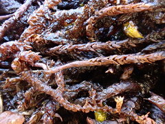 Scorpidium scorpioides